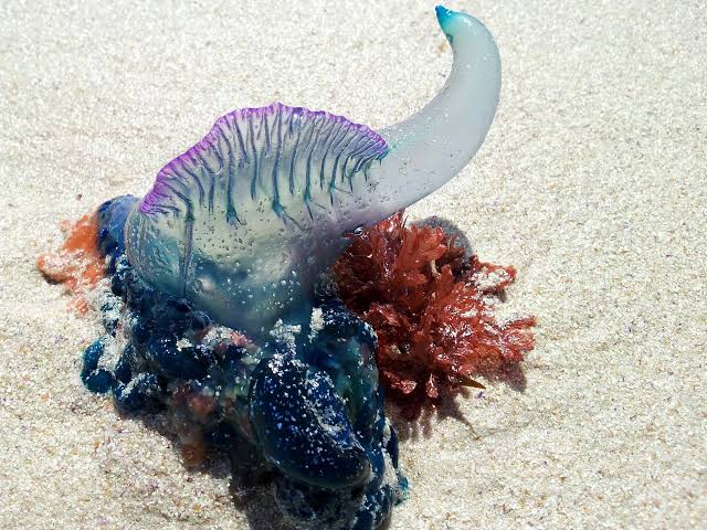 DANGER IN THE WAVES:  POISONOUS JELLYFISH SPECIE SPOTTED AT MIAMI BEACH…READ MORE